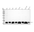 Anti-DYNLL1/Pin Rabbit Monoclonal Antibody