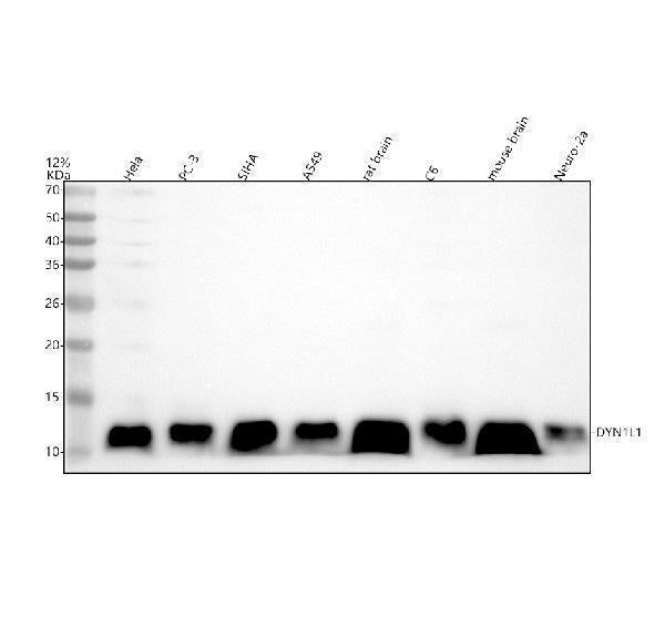 Anti-DYNLL1/Pin Rabbit Monoclonal Antibody
