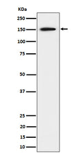 Western blot analysis of SAFB expression in 293 cell lysate.