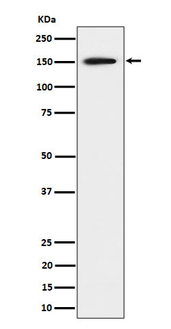 Western blot analysis of SAFB expression in 293 cell lysate.