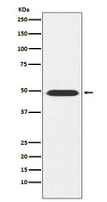 Western blot analysis of ATP1B1 expression in Mouse brain lysate.