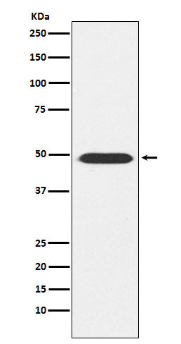 Western blot analysis of ATP1B1 expression in Mouse brain lysate.