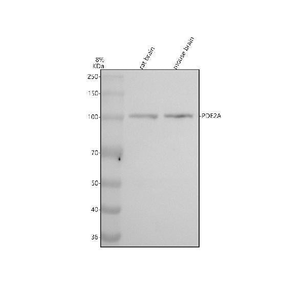 Anti-PDE2A Rabbit Monoclonal Antibody