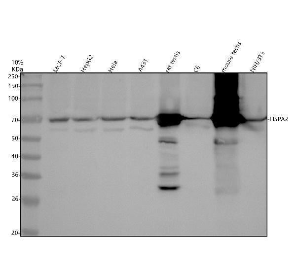 Anti-HSPA2 Rabbit Monoclonal Antibody