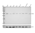 Anti-Casein Kinase 2 beta Monoclonal Antibody