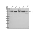 Anti-MKLP1 KIF23 Rabbit Monoclonal Antibody