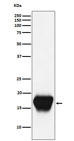 Western blot analysis of CD52 expression in Mouse spleen cell lysate.