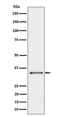 Western blot analysis of CYB5R3 expression in A431 cell lysate.