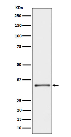 Western blot analysis of CYB5R3 expression in A431 cell lysate.