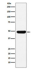 Western blot analysis of UAP56 expression in K562 cell lysate.