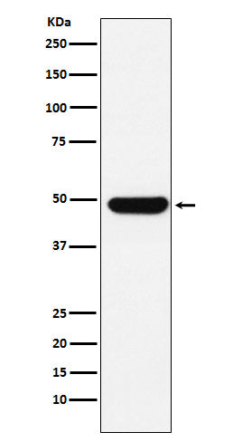 Western blot analysis of UAP56 expression in K562 cell lysate.