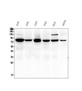 Anti-Calpain 2 CAPN2 Antibody Picoband® (monoclonal, 8I6)