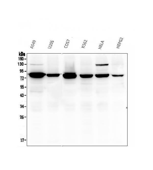 Anti-Calpain 2 CAPN2 Antibody Picoband® (monoclonal, 8I6)
