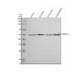 Anti-Cytochrome P450 4A Rabbit Monoclonal Antibody