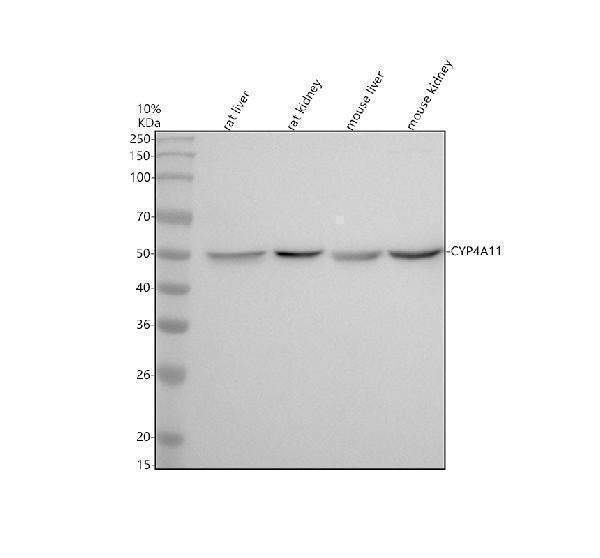 Anti-Cytochrome P450 4A Rabbit Monoclonal Antibody