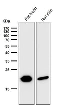 All lanes use the Antibody at 1:5K dilution for 1 hour at room temperature.