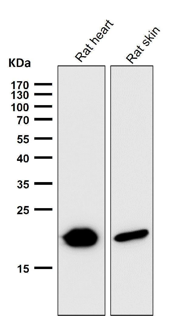 All lanes use the Antibody at 1:5K dilution for 1 hour at room temperature.