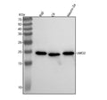 Anti-LMO2 Monoclonal Antibody