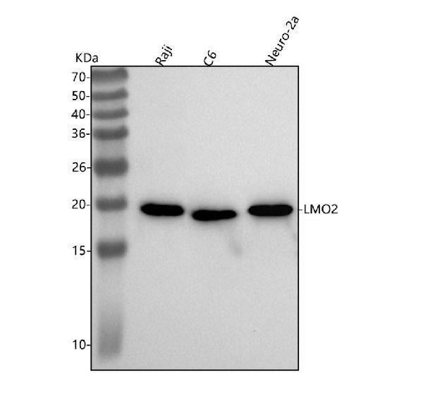 Anti-LMO2 Monoclonal Antibody