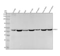 Anti-OPRD1/Delta Opioid Receptor Rabbit Monoclonal Antibody