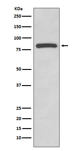 Western blot analysis of Glycogen synthase expression in HeLa cell lysate.