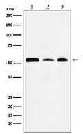 Western blot analysis of NONO / p54nrb expression in (1) MOLT4 cell lysate; (2) NIH/3T3 cell lysate; (3) PC12 cell lysate.