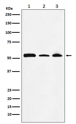 Western blot analysis of NONO / p54nrb expression in (1) MOLT4 cell lysate; (2) NIH/3T3 cell lysate; (3) PC12 cell lysate.