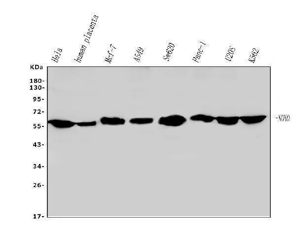 Anti-nmt55 p54nrb NONO Antibody Picoband® (monoclonal, 11E2)