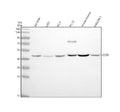 Anti-CCR8 Rabbit Monoclonal Antibody