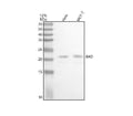 Anti-Bad Rabbit Monoclonal Antibody