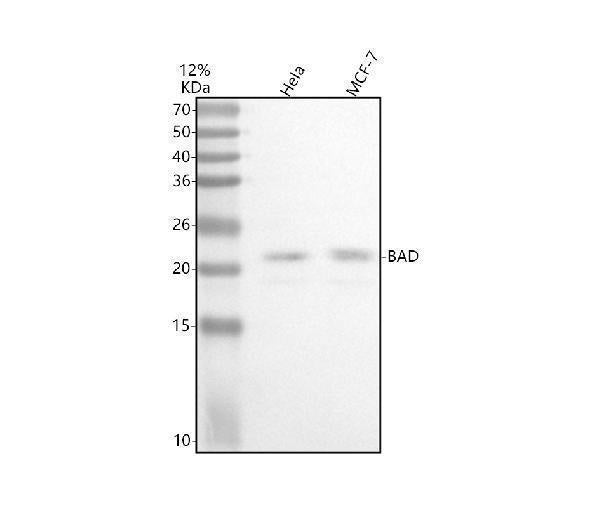 Anti-Bad Rabbit Monoclonal Antibody