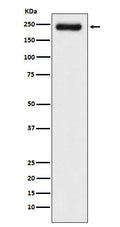 Western blot analysis of Laminin gamma 1 expression in A431 cell lysate.