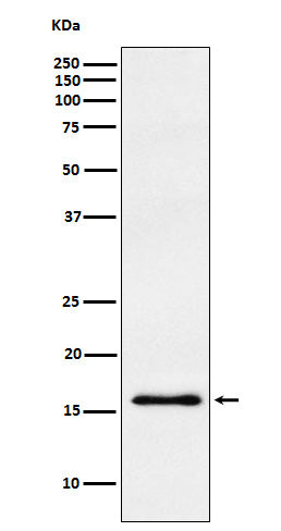 Western blot analysis of gamma Synuclein expression in human fetal brain lysate.