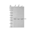 Anti-NFYA Rabbit Monoclonal Antibody