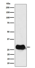 Western blot analysis of HLA DMB expression in Raji cell lysate.