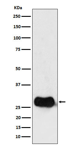 Western blot analysis of HLA DMB expression in Raji cell lysate.