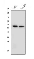 Anti-NFIA Antibody Picoband® (monoclonal, 16H11)