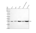 Anti-GNB2 Rabbit Monoclonal Antibody
