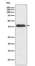 Western blot analysis of XLF expression in Jurkat cell lysate.