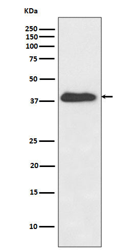 Western blot analysis of XLF expression in Jurkat cell lysate.