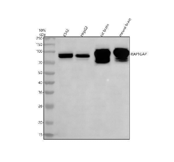 Anti-RAP1GAP Rabbit Monoclonal Antibody