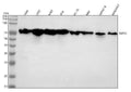 Anti-TAF15 Rabbit Monoclonal Antibody