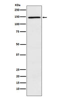 Western blot analysis of PLCG 2 expression in Ramos cell lysate.
