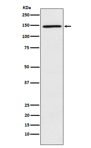 Western blot analysis of PLCG 2 expression in Ramos cell lysate.