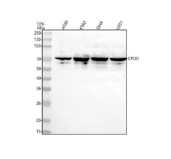 Anti-CPEB1 Rabbit Monoclonal Antibody