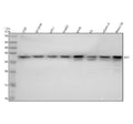 Anti-Aly Rabbit Monoclonal Antibody