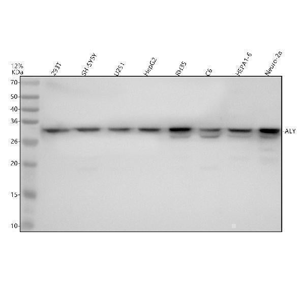 Anti-Aly Rabbit Monoclonal Antibody