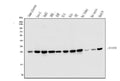 Anti-EIF6 Antibody Picoband® (monoclonal, 2I11)