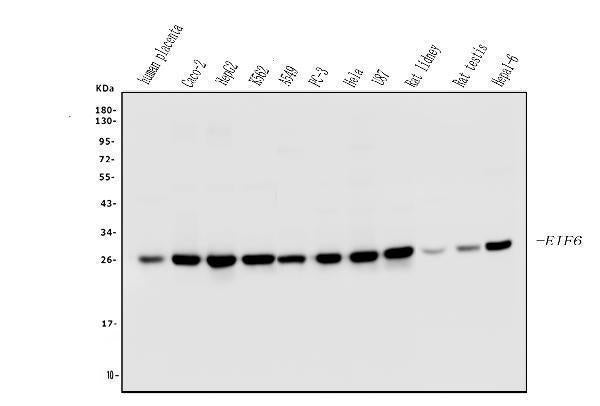 Anti-EIF6 Antibody Picoband® (monoclonal, 2I11)