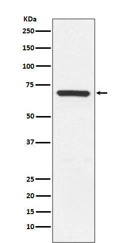 Western blot analysis of MEKK3 expression in Hela cell lysate.
